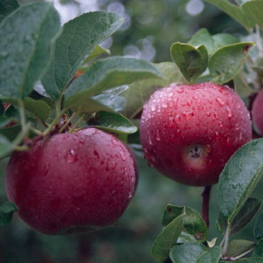 Сорт яблони дарунок фото и описание